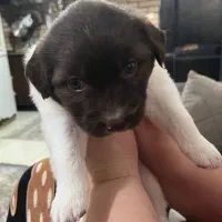 سگ با قفس|سگ|رشت, کوی طالقانی|دیوار