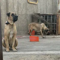 واگذاری ماده سرابی|سگ|بهارستان, |دیوار