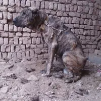 واگذاری سگ دورشت