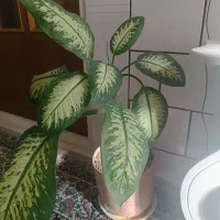 تعدادی گلدان سفالی