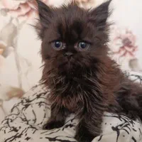 واگذاری پرشین چین چیلا|گربه|اصفهان, مرداویج|دیوار