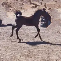 فروش مادیان و کوره مادیان درجه یک کورد|اسب و تجهیزات اسبسواری|ماهیدشت, |دیوار