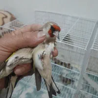 سهره کرمونی نر ماده و سینه سرخ|پرنده|مشهد, شهرک بهارستان|دیوار