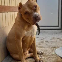 پیتبول ماده۲ساله