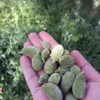 معاوضه باغ انار با پیش خرید خانه در منطقه ۱۴|پیشفروش املاک|قاهان, |دیوار