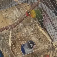 ۲جفت طوطی برزیلی رنگ خاص زیبا به همراه تخم و جوجه