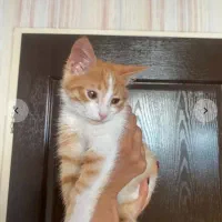 واگذاری رایگان گربه|گربه|کرمان, |دیوار