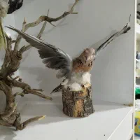 مجسمه|مجسمه، تندیس، ماکت|ایلام, |دیوار