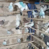 کبوتر،کفتر
