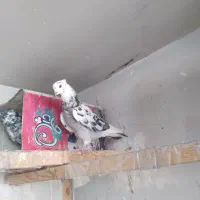 کفتر.پرشی.سوسکی.ماده|پرنده|تهران, بهاران|دیوار