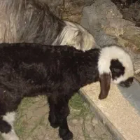 بره شیری