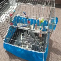 عروس هلندی سه ماه نر و ماده نمیدونم