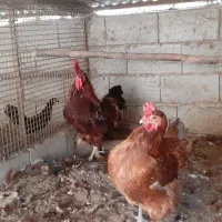 فروش خروس ردآیلند به همراه مرغ میکس رد آیلند|حیوانات مزرعه|رضوانشهر, |دیوار