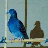 یازده  عدد مسافتی درجه یک|پرنده|سراوان, |دیوار