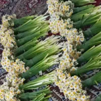 فروش گل نرگس