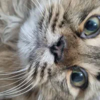 گربه بریتیش شناسنامه دار|گربه|سیرجان, |دیوار