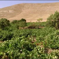 کارگر فصلی با تعداد بالا