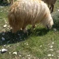 قوچ جوان