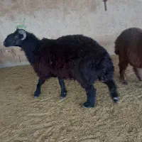 ۵ راس بره چاق و درجه یک