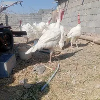 بوقلمون گوشتی زنده|حیوانات مزرعه|بیرجند, |دیوار