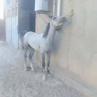 اسب کرد ۵ ساله پرخون|اسب و تجهیزات اسب‌سواری|بناب, |دیوار