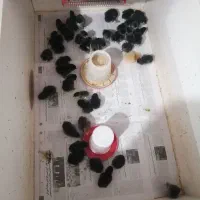 فروش جوجه و تخم نطفه دار مرندی|حیوانات مزرعه|ساری, |دیوار