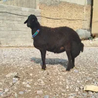 قزل افشار ابستن|حیوانات مزرعه|بروجرد, |دیوار