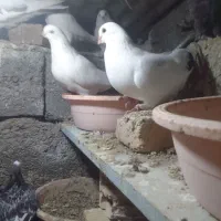 کبوتر|پرنده|تبریز, |دیوار