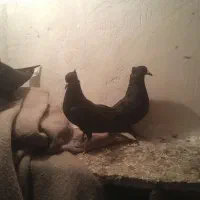 سه تا جوجه دم سفید کاکولی مهر مهر