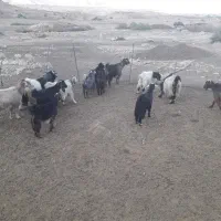 بز وبزغاله|حیوانات مزرعه|دره شهر, |دیوار