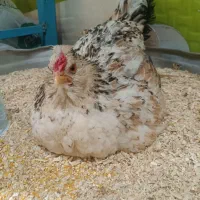 مرغ گلین چهل تاج کرک کرچ با جوجه