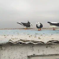 کفتر بوم زد خرد قلدر تیپ دار