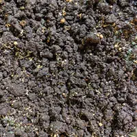 کود مرغ و خاک حاصلخیز قارچ