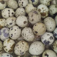 تخم مرغ و بلدرچین