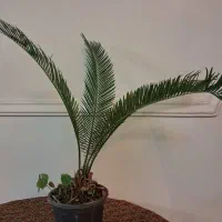 گل وگیاه|گل و گیاه طبیعی|تهران, تهرانسر مرکزی|دیوار