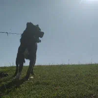 سگ سرابی|سگ|اردبیل, |دیوار