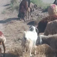 قوچ قرمز|حیوانات مزرعه|رشتخوار, |دیوار