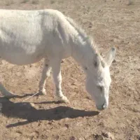 خر گله|حیوانات مزرعه|سبزوار, رباط|دیوار