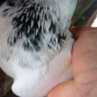 پرنده