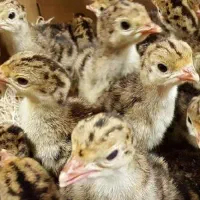 فروش جوجه بوقلمون برنز