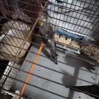 عروس هلندی جوجه