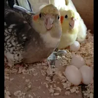 عروس سخنگو