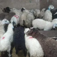 گوسفند زنده با قصاب و ارسال به کل تهران|حیوانات مزرعه|تهران, تهرانپارس غربی|دیوار