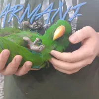 جوجه اکلکتوس،سرلاکی و تمام دونخور