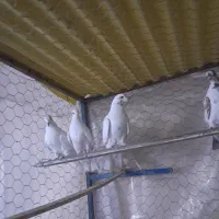 کفتر یک نسل کبوتر|پرنده|قرچک, زیبا شهر|دیوار