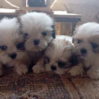 واگذاری سگ سوپر فلت