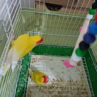 یک جفت طوطی کوتوله برزیلی تخم گذار|پرنده|زنجان, |دیوار