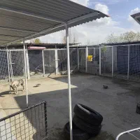 نیرو کار ساده جهت کار در پانسیون سگ