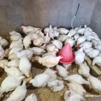 مرغ زنده همراه با پرکنی  با بهترین قیمت