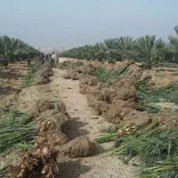باسلام فروش انواع پاجوش نخل ....|خدمات باغبانی و درختکاری|میبد, |دیوار